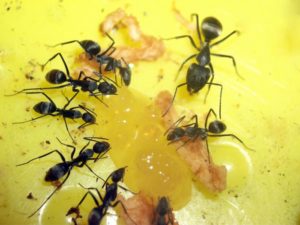 10 самых эффективных домашних средств от муравьев