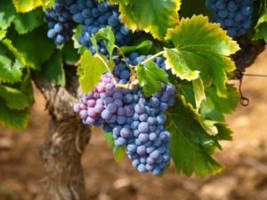 Полезные свойства виноградных листьев, о которых мало кто знает!